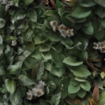 Verdant